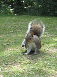 SX26894 Squirrel itching.jpg